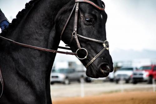 Face of a black horse